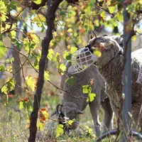[Mettre les deux photos] Avec ces muselières, le mouton ne mange pas les feuilles de vignes mais il ressemble à Hannibal Lecter dans Le silence des ag