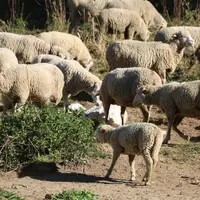 L'agneau passe la majeure partie de sa vie au grand air, avec sa mère. © B. Morel