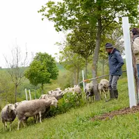 Les feuilles sont mises à terre et ingérées par les ovins.  © Agroof