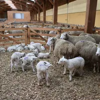 Les litières en plaquettes de bois sont aussi testées avec succès à la ferme expérimentale ovine du Ciirpo (87). © D. Hardy
