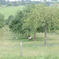 En Lorraine, comme ailleurs, les moutons peuvent entretenir les vergers.  © L. Geffroy