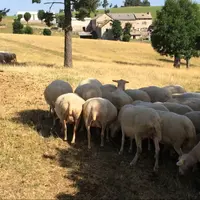 Les brebis agnellent pendant l'été et les agneaux sont vendus à la fin de l'automne.  © F. Tahon