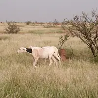 En incorporant des feuilles d'acacia séchées, l'éleveur pourrait réduire de 50 % les émissions de méthane de ses brebis. © D. Hardy