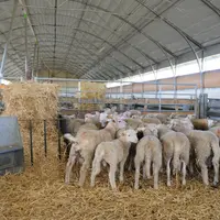 Les résultats de Cap2ER permettront également de comparer les performances environnementales entre des systèmes d'élevage très différents, par exemple