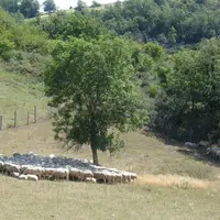 L'alerte sécheresse a été lancée trop tard par rapport aux moissons, les coproduits, notamment la paille, n'ont pas pu être utilisés pour complémenter