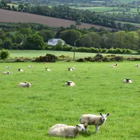 Les  nouveaux types génétiques, ici en Irlande, permettent de gagner en performance. © D. Hardy