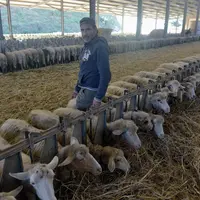 Michele Cuscusa dénote un peu en Sardaigne avec son grand troupeau de 1 300 brebis laitières. © P. Bourgault