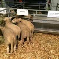 [zoom sur les animaux] La race Grivette se désaisonne et présente de très bonnes qualités maternelles.  © F. Tahon