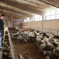 Roland Simon, du Gaec des Cîmes en Haute-Loire, a été le premier à livrer des agneaux laitons label rouge dans le département (ici avec Medhi Viallet