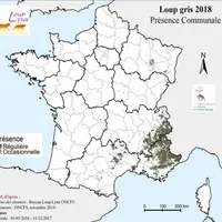 La carte de l'ONCFS montre que 524 communes qui connaissent uneprésence régulière du loup et 434 communes une présence qualifiée d’irrégulière. © Sour