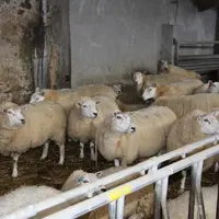 La Mule, rustique et maternelle, est adaptée à la conduite à l’herbe et aux agnelages en extérieur. © V. Bargain
