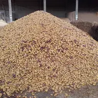 Les pommes de terre peuvent être distribuées entières. © L. Seguin