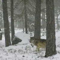 En seulement un an, l'objectif de 500 loups en France a été atteint, alors que l'échéance était fixée à 2023. © Skandulv