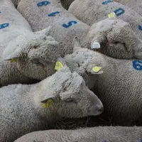 Parmi les 45 % d'éleveurs équipés, plus de 60 % d'entre eux possèdent un lecteur combiné à un logiciel de gestion. © B. Morel