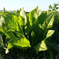 La chicorée (photo) et le plantain peuvent assurer un même niveau de production pour les brebis qu'une prairie multiespèces. © P. Vergiat