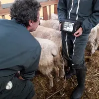 Un constat de gestation coute entre 0,5 et 1,5 € par brebis. © Ciirpo