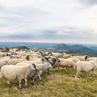 [Enlève le picto en bas à droite ] Le Gaec de l’Echarme élève des brebis Rava en race pure et en croisement avec de l’Ile de France. © A. Tourreix