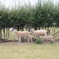 Sam Jones à l'environnement à cœur. Il a mis en place des haies pour protéger ses animaux et ses parcelles, des panneaux solaires sur les toits de ses