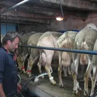 Vincent Imbert s'est mis à la traite des brebis, une nouvelle activité pour lui qui a une expérience solide en ovin allaitant. © A. Lévêque