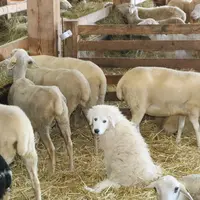 Il faut que le chiot soit né dans un troupeau. Ainsi, c'est un  environnement qu'il connaît et où il se sent en sécurité. © B. Morel