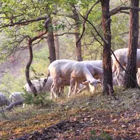 En plus de la PAC, le réseau veut aborder les questions du foncier, des bergers, de la prédation ou de la lutte contre les incendies.  © DR
