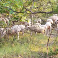 Dans le Sud-Est de la France, l’autonomie alimentaire des systèmes d’élevage ovin viande repose souvent sur la complémentarité entre les prairies cult