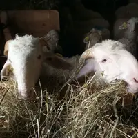 Il faut aussi être vigilants, lors de la sur-alimentation des plus laitières à ne pas substituer du fourrage par du concentré et au final à leur faire