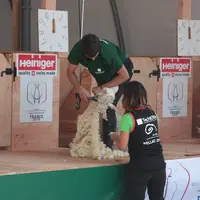 Les brebis arrivent sur l'estrade par les petites portes situées derrière le tondeur. Les trieurs sont placés devant l'estrade, il faut de la place po