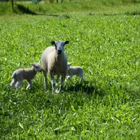 (coupe l'agneau à gauche) Pour améliorer le résultat économique, il faut réduire au maximum les charges alimentaires en misant sur l'autonomie aliment