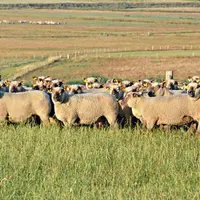 © OES Mouton Vendéen