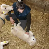 Le maître doit pouvoir mettre le chien, sur le dos, lui toucher la machoire, le manipuler pour jouer ou pour vérifier que tout va bien. © B. Morel