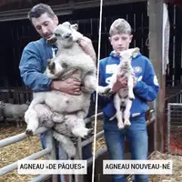 La différence de taille entre l'agneau de Pâques et le nouveau-né est flagrante. (La photo HD arrive) © Celagri