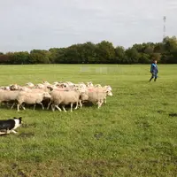 Les concours permettent d'évaluer les chiens sur leur obéissance, l'approche des brebis et leur efficacité.  © D. Hardy