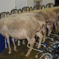 En moyenne, les brebis françaises produisent 284 litres de lait pendant 167 jours. © L. Geffroy