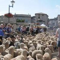 Le troupeau transhumant passe dans Die, rapprochant grand public et moutonniers. © A. Villette