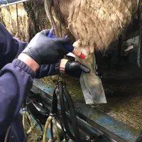 Après avoir placé le pied de la brebis, 30 mL du produit de traitement est injecté dans la gaine. © Teagasc