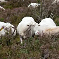 La brebis Limousine peut se contenter de tourbières ou de landes quand les besoins physiologiques ne sont pas élevés. © ROM sélection