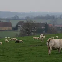 Les chercheurs ont voulu adapter la conduite mixte à une exploitation commerciale avec la simplification des lots au pâturage. © L. Geffroy