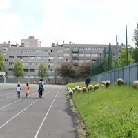 Les enfants se réjouissent de suivre les moutons et s’imaginent déjà bergers plus tard. © I. Heeren