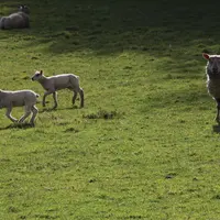 L'engraissement des agneaux à l'herbe est à la fois écologique et économique. © B. Morel