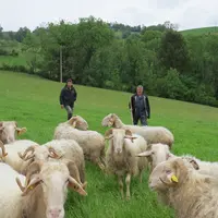 Le pâturage tournant est géré rigoureusement et les brebis ne restent que quelques jours sur chaque paddock.  © A. Dazet