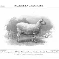 Gravure de 1855 de la race de La Charmoise