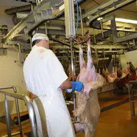 Les abattoirs sont soumis à de nombreuses réglementations et des dérogations conduiraient à des distorsions de concurrence. © L. Geoffroy