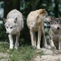 L'Etat semble être dépassé par la prolifération des loups, dont la population a largement atteint le seuil de viabilité fixé à 500 individus. © Fotome
