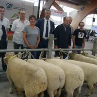 La race Southdown a connu son premier concours depuis la dernière édition qui remonte aux années quatre-vingt. © J.-M. Bidoire