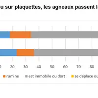Sur paille ou sur plaquettes, les agneaux passent la moitié de la journée à se reposer. © Ciirpo 2019