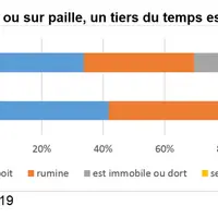 Sur bois ou sur paille, un tiers du temps est passé à ruminer. © Ciirpo 2019