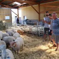 Les éleveurs observent la morphologie autant que le pedigree des agneaux  mis à la vente. © I. Heeren