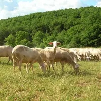 La sélection génétique profite à tous les milieux.  © DR