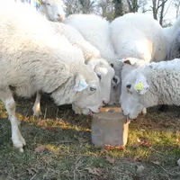 Pour couvrir ses besoins, une brebis doit consommer 15 à 20 g par jour de pierre à lécher. © Ciirpo